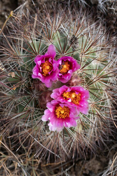 USA, Washington State. Simpson's Hedgehog Cactus (Pediocactus simpsonii) flowering in May at Beezley Hills Preserve.