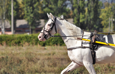 Portrait of a pure white Orlov trotter horse with pink skin in motion on hippodrome