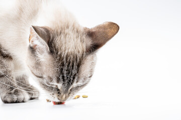 domestic cat eating dried food isolated on white background. cat food advertising