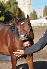 Human's hand and horse head close-up. Bay horse trying to bite the hand while playing with a man