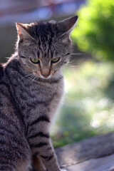 Naklejka na ściany i meble Brown tabby cat sitting in a garden. Selective focus. 
