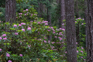USA, Washington State. Native Pacific Rhododendrons (Rhododendron macrophyllum) at Sunset Beach State Park.