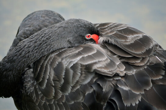 Close-up Of Black Swan