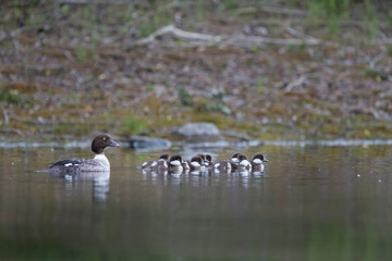 USA, Washington State. Common Goldeneye (Bucephala clangula) hen with ducklings on lake in Okanogan County.