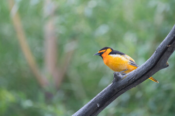USA, Washington State. A colorful Bullock's Oriole (Icterus bullockii) male on territory in riparian habitat. Okanagan County.