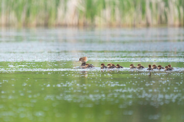USA, Washington State. A female Hooded Merganser (Lophodytes cucullatus) leads her ducklings on a pond in the Okanagan.