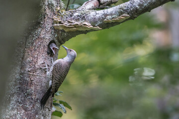 USA, Washington State. A Northern Flicker (Colaptes auratus) female at nest hole feeds a growing chick. Kirkland.
