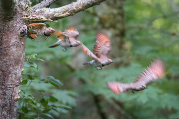 USA, Washington State. A red-shafted Northern Flicker (Colaptes auratus) female leaves nest hole while a chick begs. Kirkland. Digital composite.