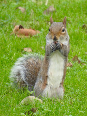 The squirrel stands on two legs and holds food