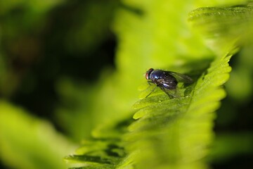 fly on leaf