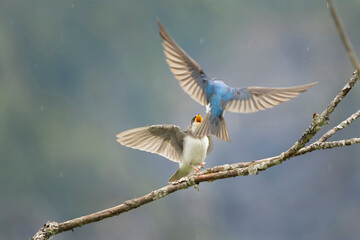 USA, Washington State. A male tree swallow (Tachycineta bicolor) feeds a begging fledgling along...