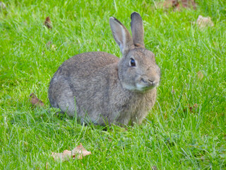 Naklejka na ściany i meble Wild rabbit on the green grass