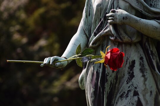 Close-up Of Red Rose