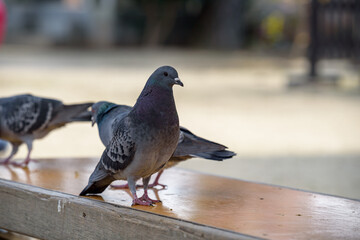 Flock of pigeons on the table