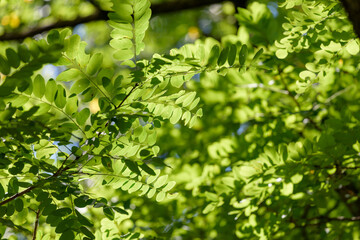 Fototapeta na wymiar Green leaf of black locust, false acacia