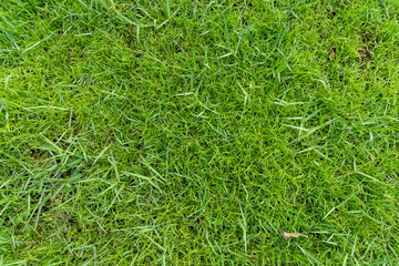 Green grass background texture,  Green lawn texture background, top view.