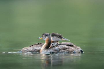 USA, Washington State. A Red-necked Grebe (Podiceps grisegena) family with chick aboard on lake in Okanogan County.