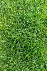 Green grass background texture,  Green lawn texture background, top view.