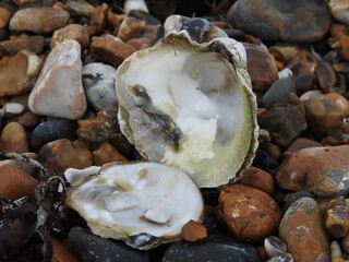 The open shell is lying on the stones on the beach
