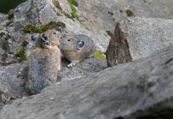 USA. Mt. Rainier National Park. Young American pika (Ochotona princeps) greets its mom.