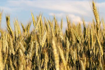 unripe wheat plants farming for food production