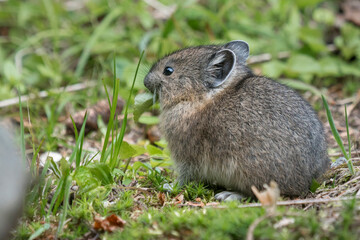 USA. Mt. Rainier National Park. Young American pika (Ochotona princeps) feeding.