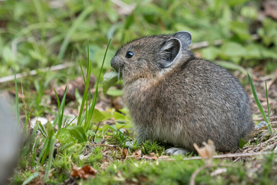 USA. Mt. Rainier National Park. Young American pika (Ochotona princeps) feeding.