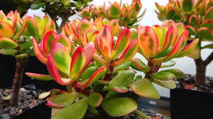 Colorful crassula ovata succulent trees. Variegated money tree grow in the pot