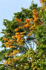 maple foliage in the autumn season