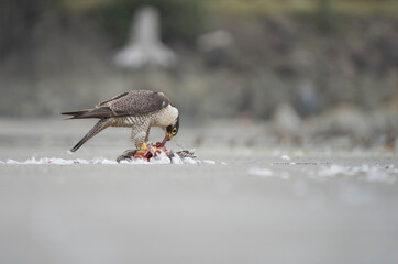 USA, Washington State. A Peregrine Falcon (Falco peregrinus) feeds on a kill. Makah Bay.