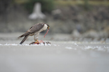 USA, Washington State. A Peregrine Falcon (Falco peregrinus) feeds on a kill. Makah Bay.