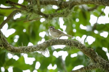 Vista de  Pássaros Silvestres na Serra da Mantiqueira realizada nesta sexta-feira (04), em Santo Antônio do Pinhal, SP.