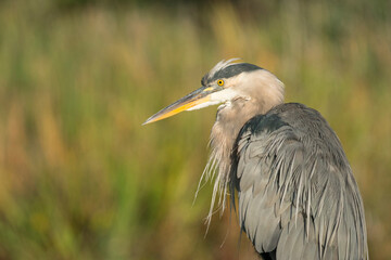 USA, Washington State. A stately Great Blue Heron (Ardea herodias) poses on Union Bay, Seattle.