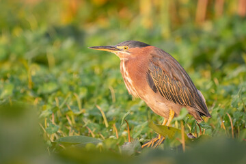 USA, Washington State. An adult Green Heron (Butorides virescens) perches among lily pads in morning light. Union Bay, Seattle.
