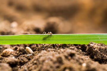 ants crawling on the sand