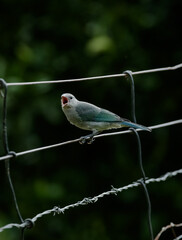 Vista de  Pássaros Silvestres na Serra da Mantiqueira realizada nesta sexta-feira (04), em Santo...