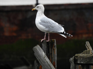 Seagull is standing on a wooden old pole