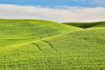 Fototapeta premium USA, Washington State, Palouse. Rolling hills in the town of Thornton.