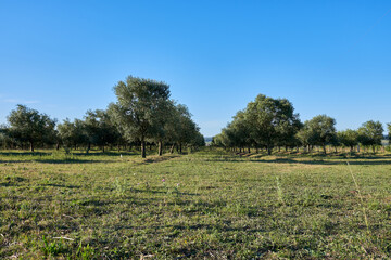 Fototapeta na wymiar beautiful mountains with olive plantations in eastern Uruguay