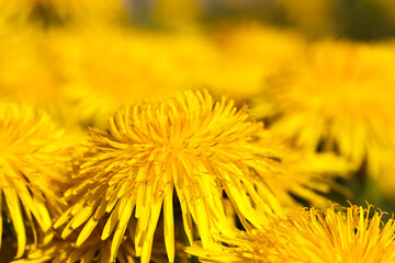 fresh yellow dandelions