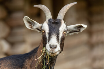 Head portrait of a tricolor brown, black and white female goat eating hay