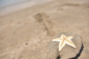 砂浜のヒトデ
