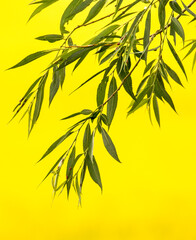 Naklejka premium USA, Washington State, Palouse. Tree leaves against the yellow canola field.