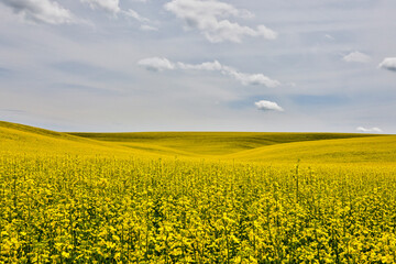 Obraz premium USA, Washington State, Palouse. Canola field in Pullman.