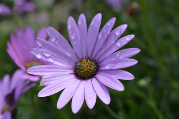 Obraz premium pink flower