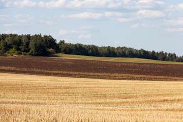 Fototapeta premium golden straw after harvesting wheat