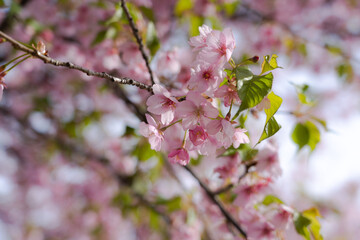 【春】早咲きの桜・開花【桜】