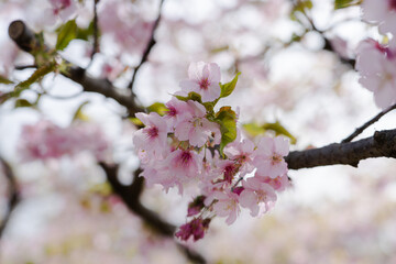 【春】早咲きの桜・開花【桜】