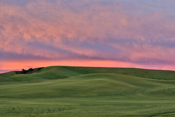 Obraz premium USA, Washington State, Palouse. Rolling hills in Colfax at sunset.