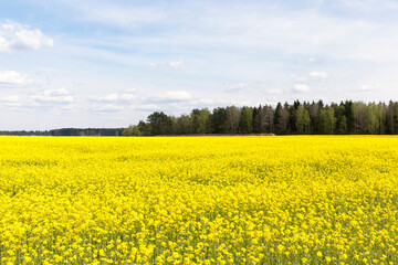 agricultural field where breeding varieties of rapeseed are grown